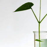 Buy Original ANUA Heartleaf 70% Intense Calming Cream 50ml - Online at Best Price in Pakistan Buy Original ANUA Heartleaf 70% Intense Calming Cream 50ml - Online at Best Price in Pakistan