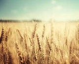 Buy Original Kiehl's Rice and Wheat Volumizing Conditioning Rinse 200ml - Online at Best Price in Pakistan Buy Original Kiehl's Rice and Wheat Volumizing Conditioning Rinse 200ml - Online at Best Price in Pakistan