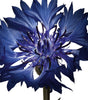 DIOR Diorshow Pump 'N' Volume 260 Blue