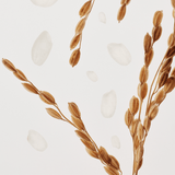 Buy Original Beauty of Joseon Relief Sun Rice + Probiotics SPF50 PA++++ 50ml - Online at Best Price in Pakistan