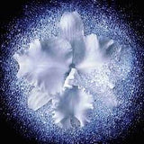 Buy Original Guerlain Orchidee Imperiale The Fluid 30ml - Online at Best Price in Pakistan