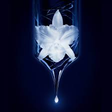 Buy Original Guerlain Orchidee Imperiale The Fluid 30ml - Online at Best Price in Pakistan