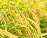 Buy Original Kiehl's Rice and Wheat Volumizing Conditioning Rinse 200ml - Online at Best Price in Pakistan